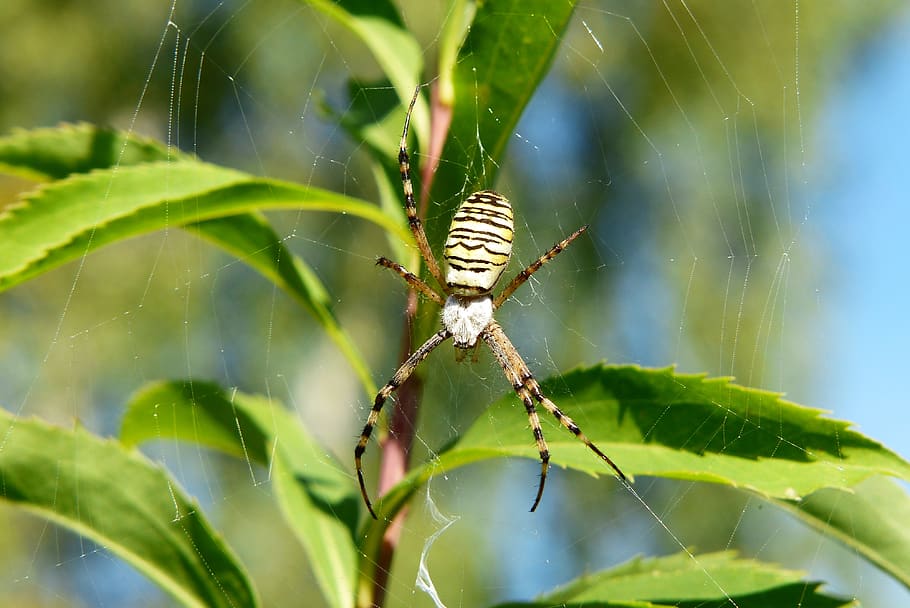 tygrzyk paskowany, arachnid, insect, cobweb, animals, nature HD wallpaper