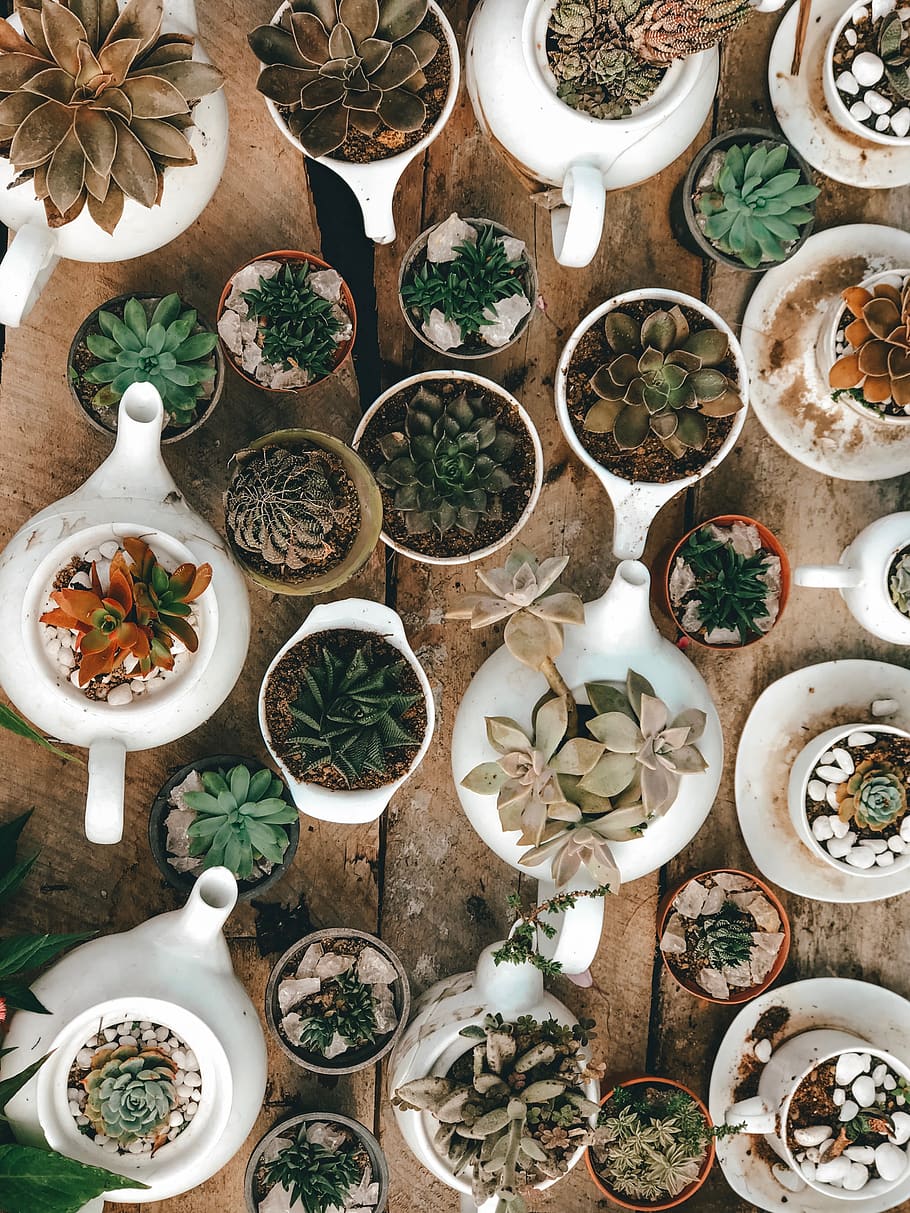 succulent plants, porcelain, art, pottery, bowl, saucer, meal HD wallpaper