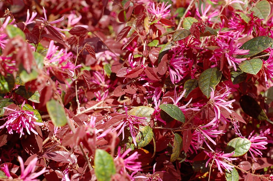 leaf, plant, tree, vegetation, bush, blossom, flower, acanthaceae HD wallpaper