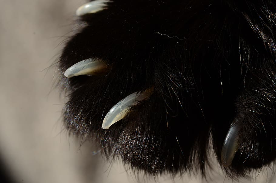 cat, claws, black, macro, fur, close-up, animal themes, one animal HD wallpaper