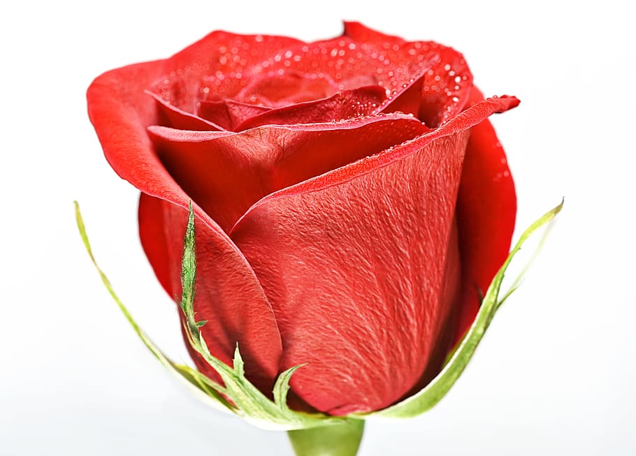 flower, con2011, nature, flowering plant, red, freshness, rose - flower HD wallpaper