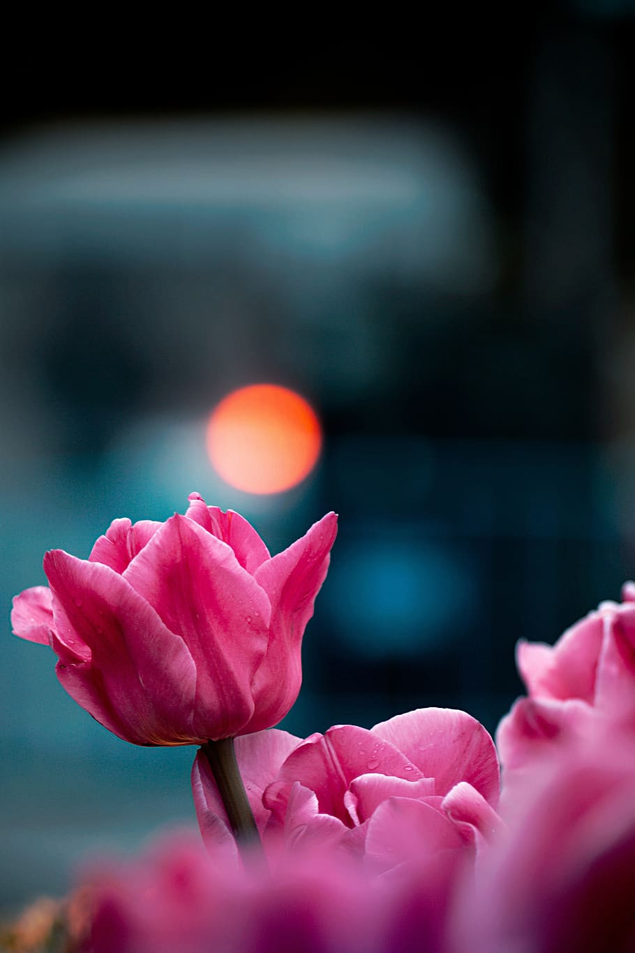 tulip, tulips, flower, spring, flora, nature, garden, plant HD wallpaper