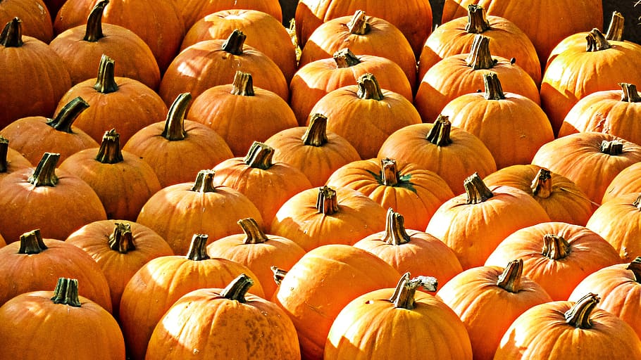 pumpkins, fruit, color, harvest, vegetables, food, edible, eat HD wallpaper