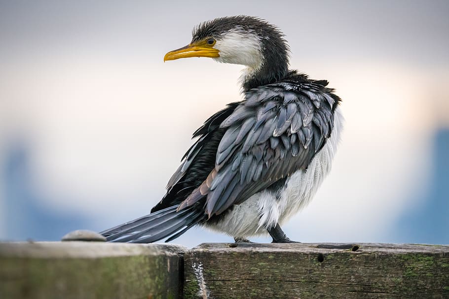 black and white bird, animal themes, animal wildlife, animals in the wild HD wallpaper