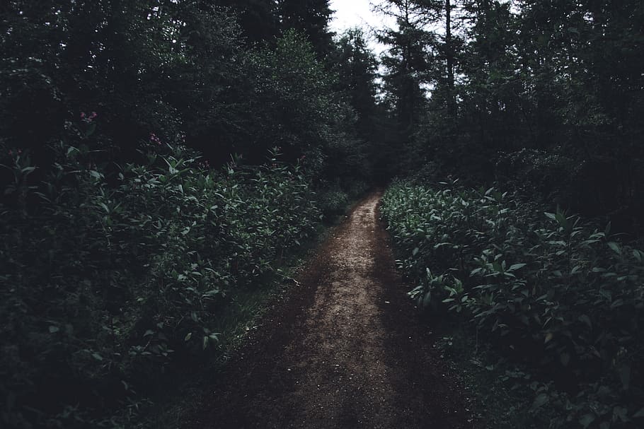 Pathway Surrounded by Trees, adventure, dark, dawn, daylight HD wallpaper