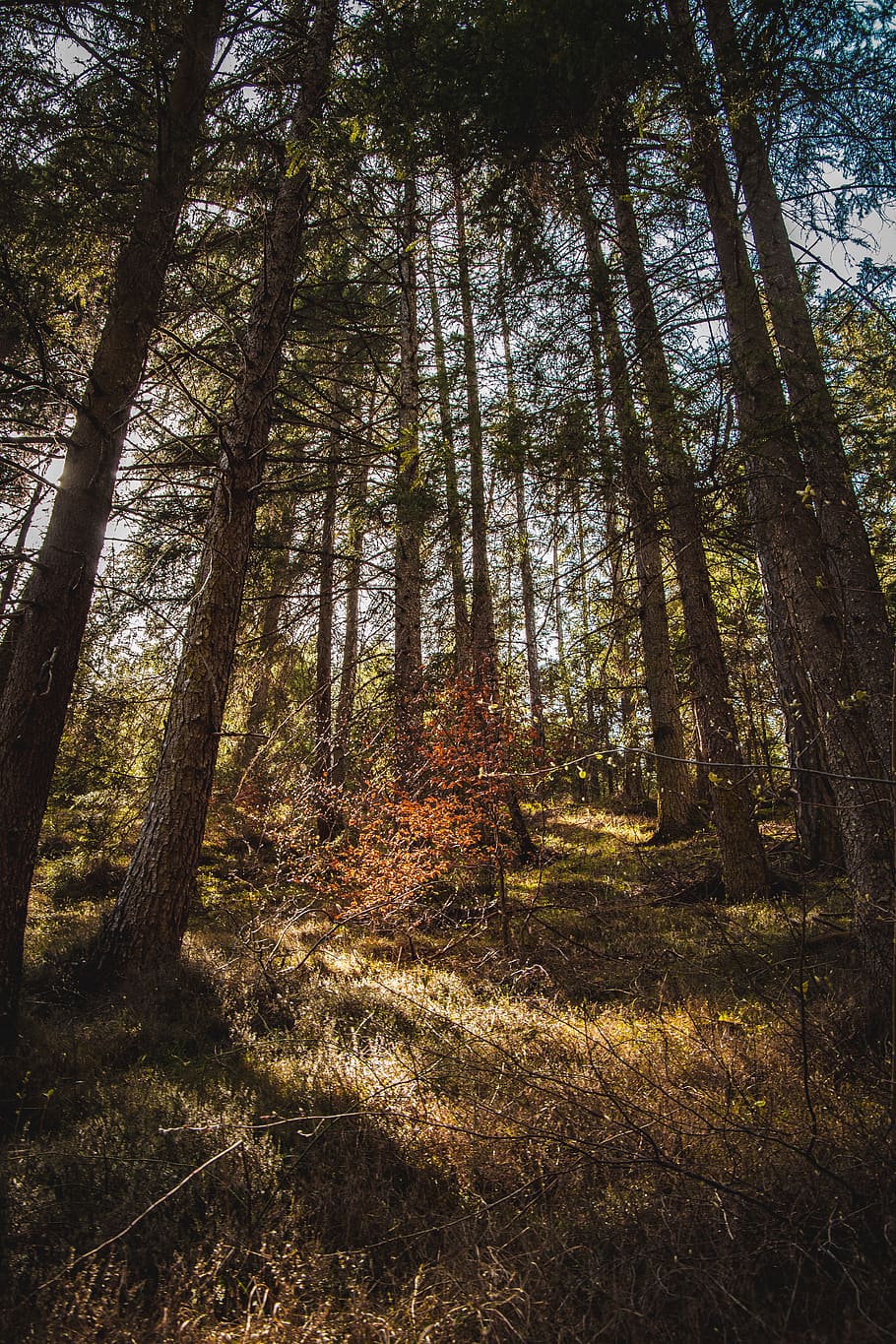 forest at daytime, tree, land, plant, tranquility, tree trunk HD wallpaper