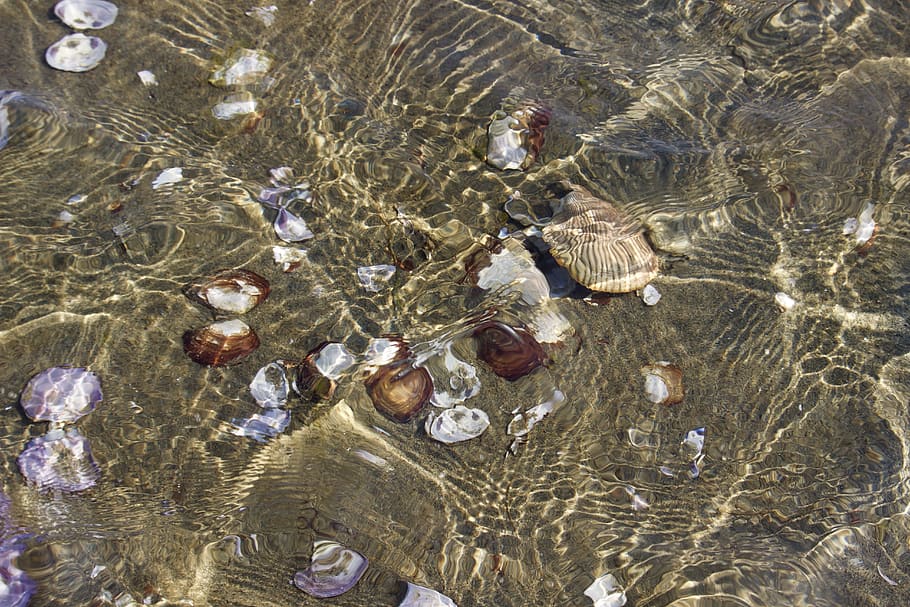 underwater, summer, shells, beach, ocean, sea, waterfront, high angle view HD wallpaper