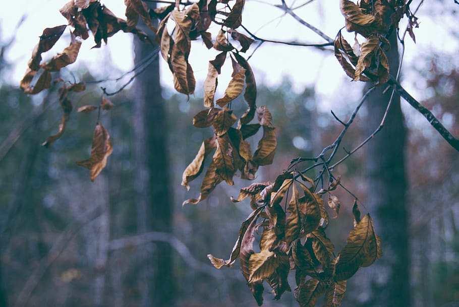 dried tree leaves, person, human, people, leaf, fall, autumn HD wallpaper