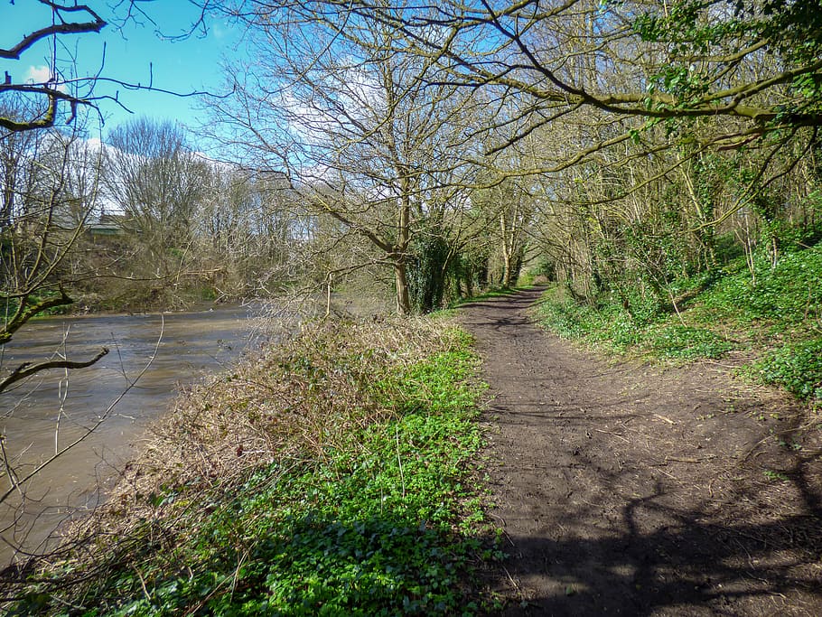 path, outdoors, ground, road, nature, water, trail, tree, plant HD wallpaper