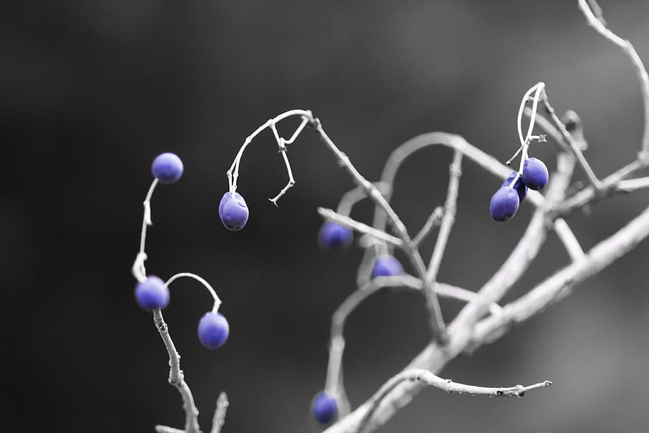 blue, plant, tree, macro, nature, close-up, selective focus HD wallpaper