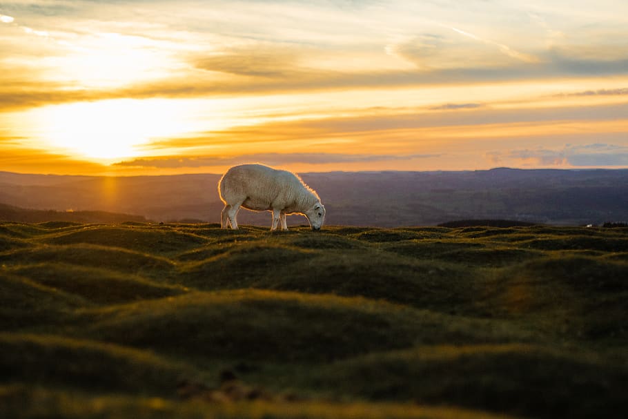 white sheep eating grass, sunset, sky, cloud - sky, animal, animal themes HD wallpaper
