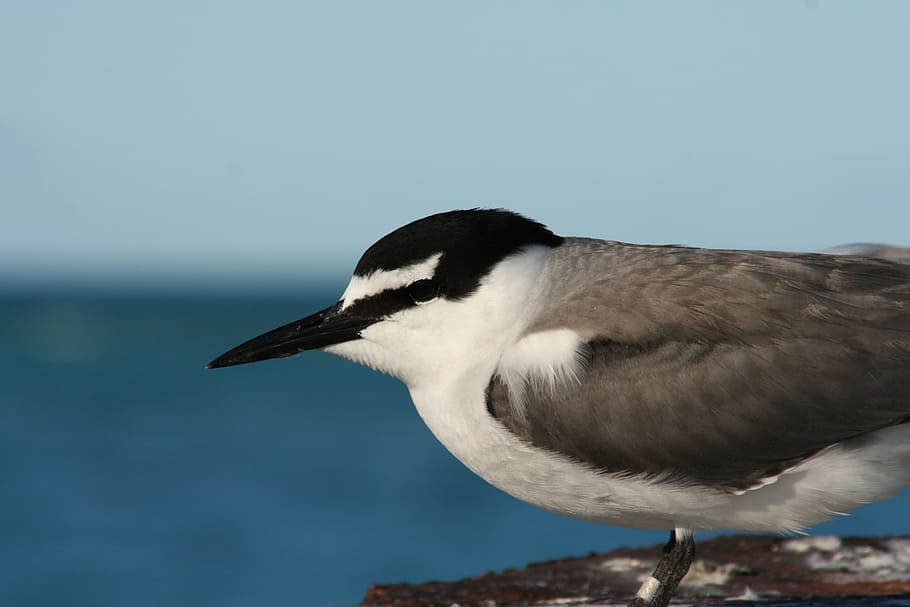 grey, tern, bird, animal, wild, nature, one animal, animal themes HD wallpaper