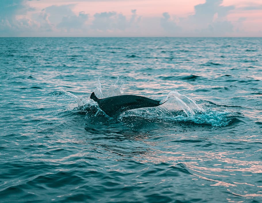 sea, water, clouds, ocean, animal, daytime, diving, dolphin, dusk HD wallpaper
