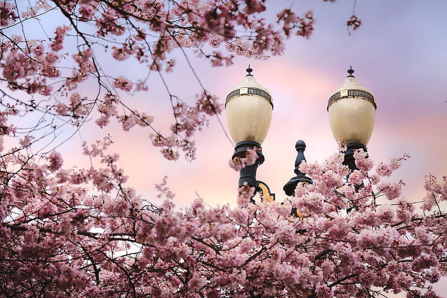 Pink Cherry Blossoms Near Light Posts, bloom, branch, flora, flowers HD wallpaper