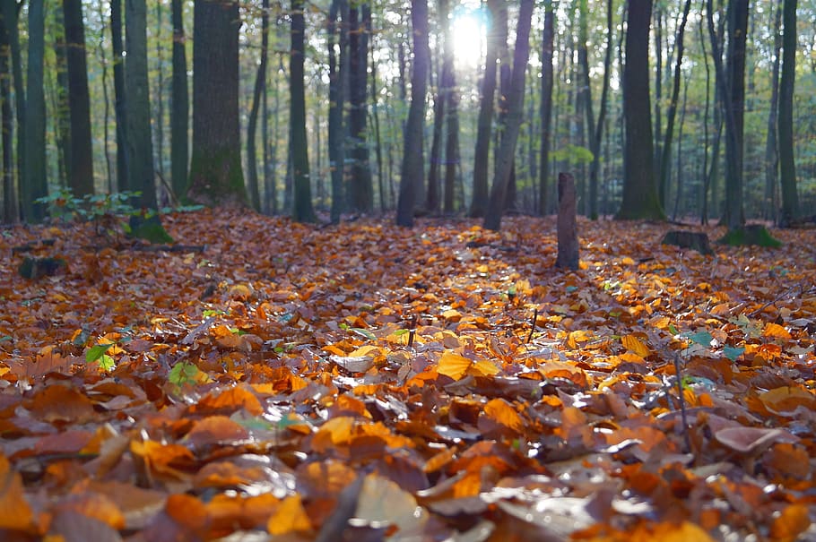 dried leaves on ground, tree, forest, land, autumn, plant, plant part HD wallpaper