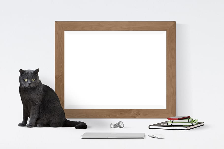 poster, frame, cat, books, watch, one animal, mammal, animal themes HD wallpaper