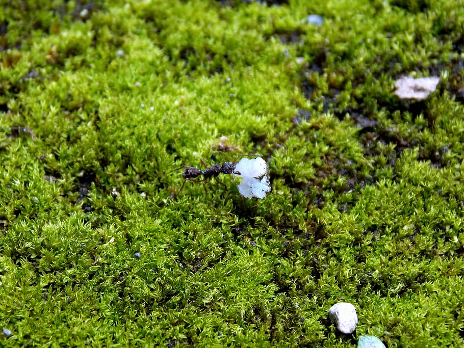 ant, rice, macro, green color, plant, growth, nature, day, no people HD wallpaper