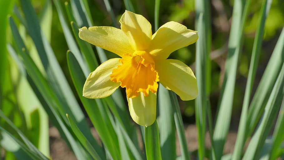 narcissus, daffodil, flower, spring, april, yellow, plant, garden HD wallpaper
