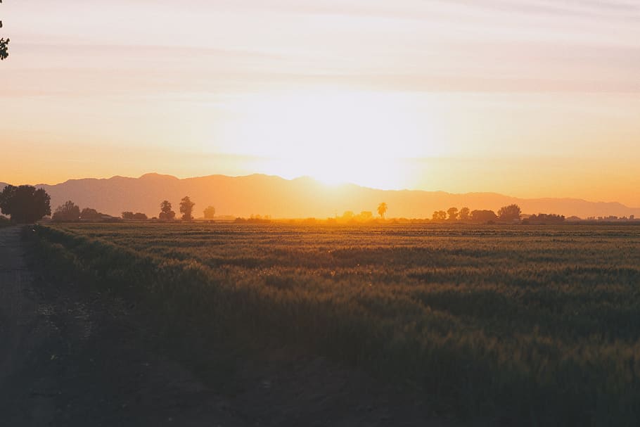 field, golden hour, tree, sunset, landscape, sky, tranquility HD wallpaper