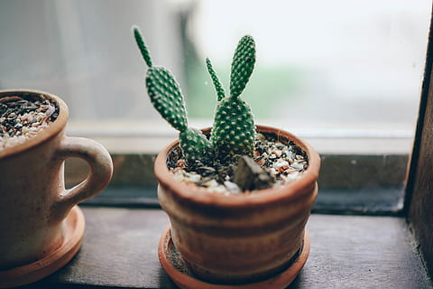Green Cactus Plant and Brown Pot, background, clean, close-up HD wallpaper