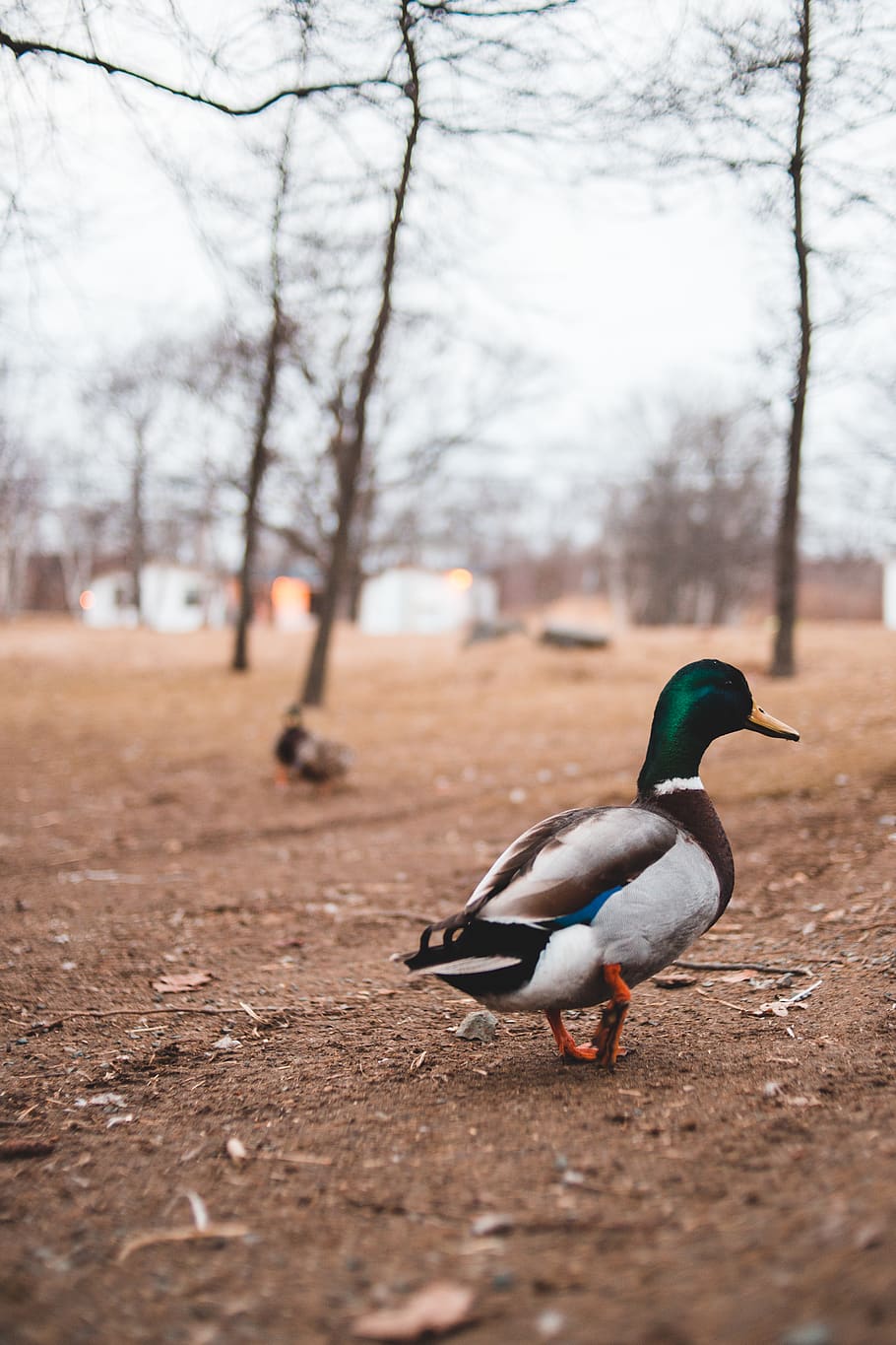 gray mallard duck walking, bird, vertebrate, animal themes, animal wildlife, HD wallpaper