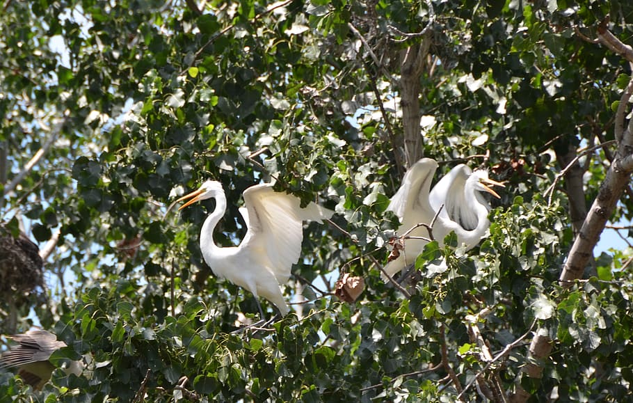 canada, toronto, #heron, tree, plant, bird, animal themes, animals in the wild HD wallpaper