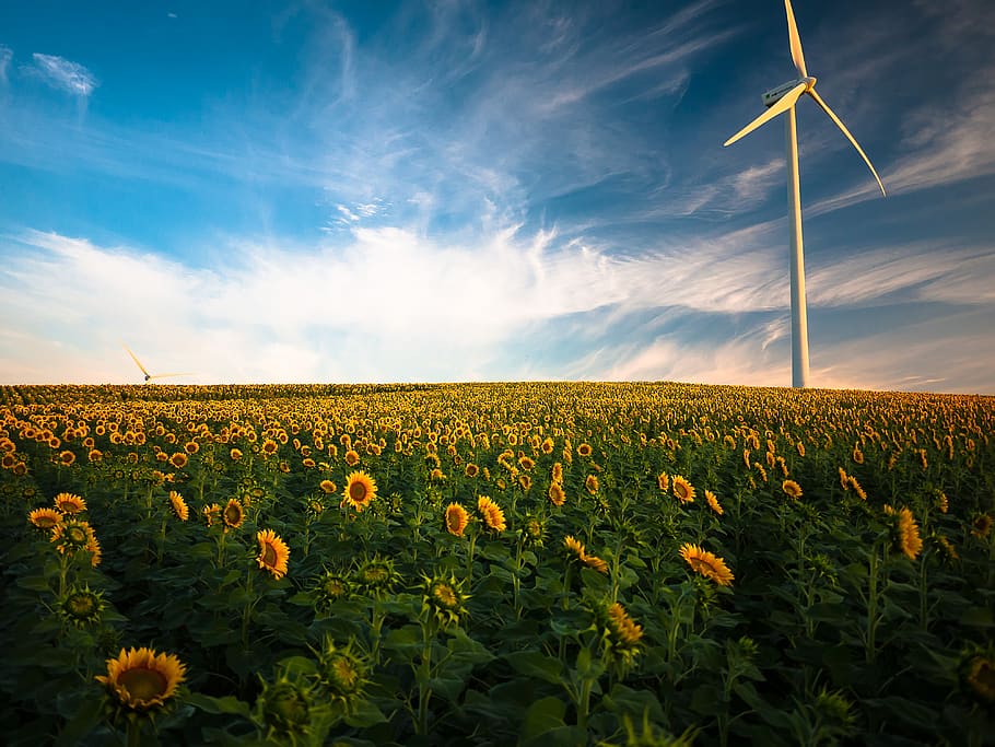 agriculture-sunflower-field-wind-energy-renewable-energy.jpg