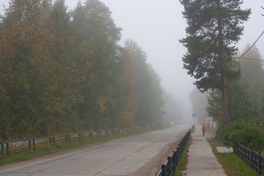 fog, walk, cold, country, walking, road, tree, mist, morning HD wallpaper
