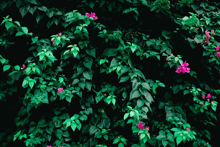 plant, vine, leaf, flower, blossom, green, acanthaceae, wallpaper HD wallpaper