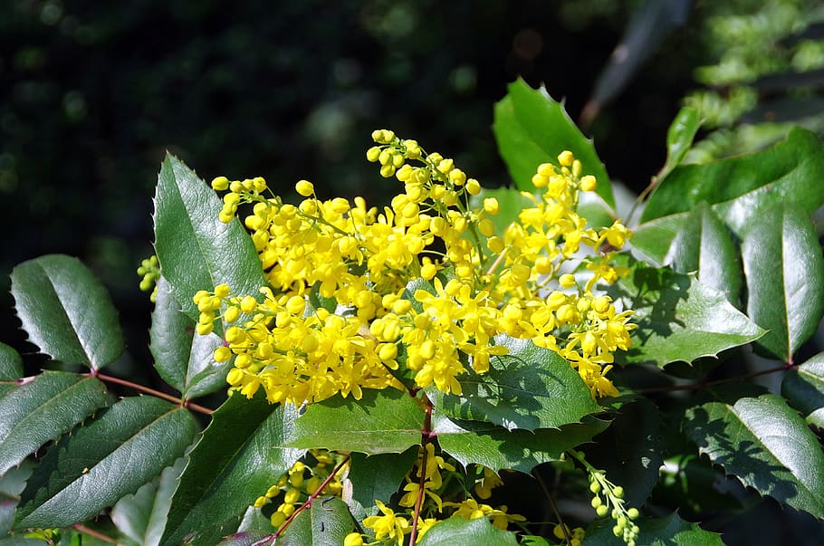 mahonia, aquifolium, berberidacée, flower, inflorescence, yellow, HD wallpaper