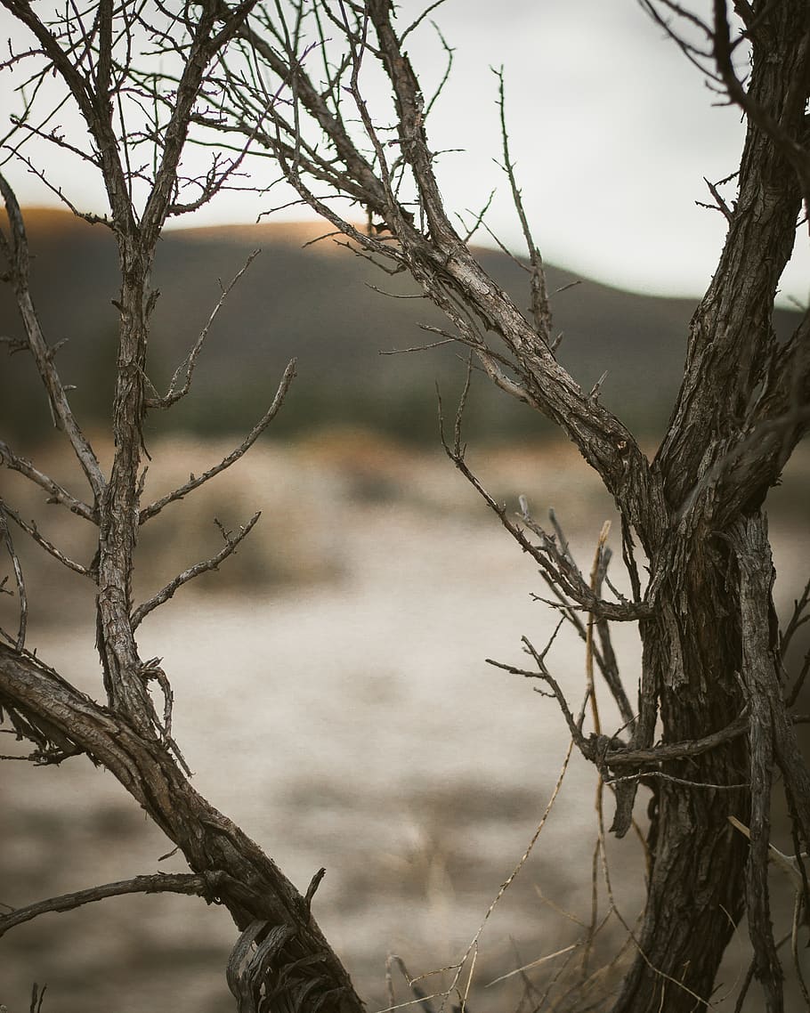 cold, winter, fall, nature, plants, desert, trees, bare tree HD wallpaper