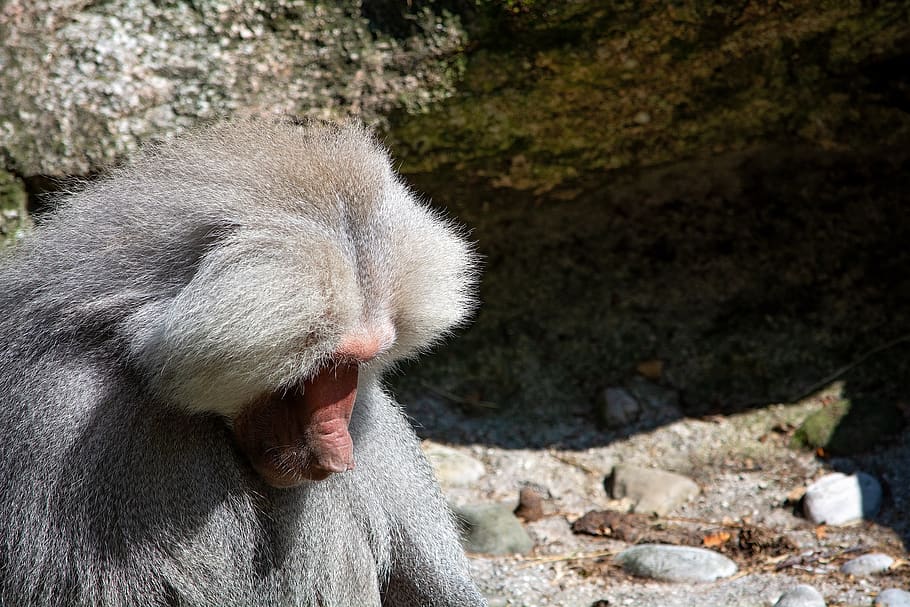 monkey, grey, animal, mammal, creature, animal world, animal photography HD wallpaper