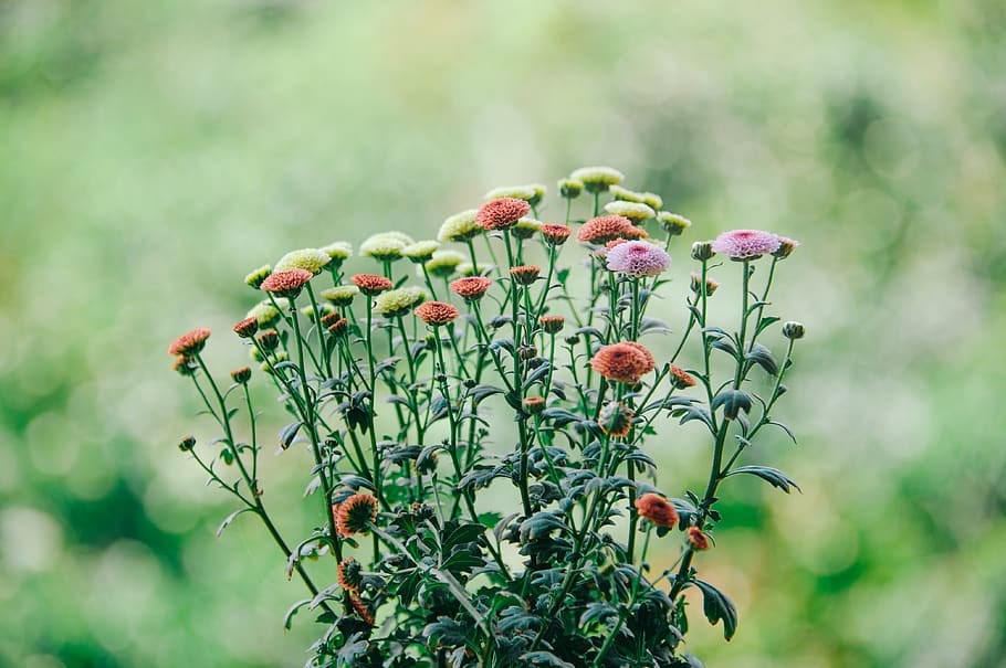 Shallow Focus Photography of Assorted Color Flowers, blooming HD wallpaper