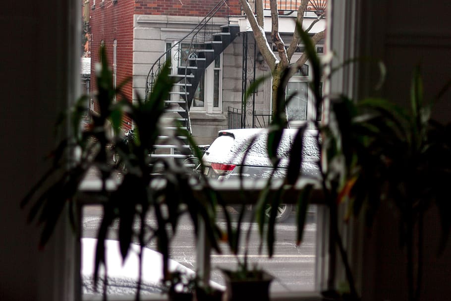 canada, montreal, snow, tree, street, cars, plants, architecture HD wallpaper