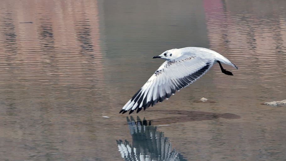 seagull, flight, birds, gulls, wings, animal themes, animal wildlife HD wallpaper