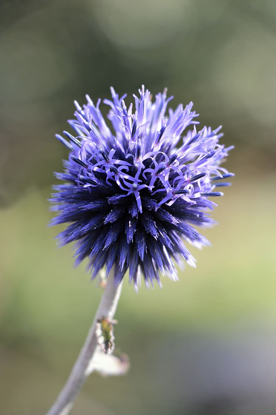 globe thistle, echinops, plant, blue, composites, flora, flower HD wallpaper