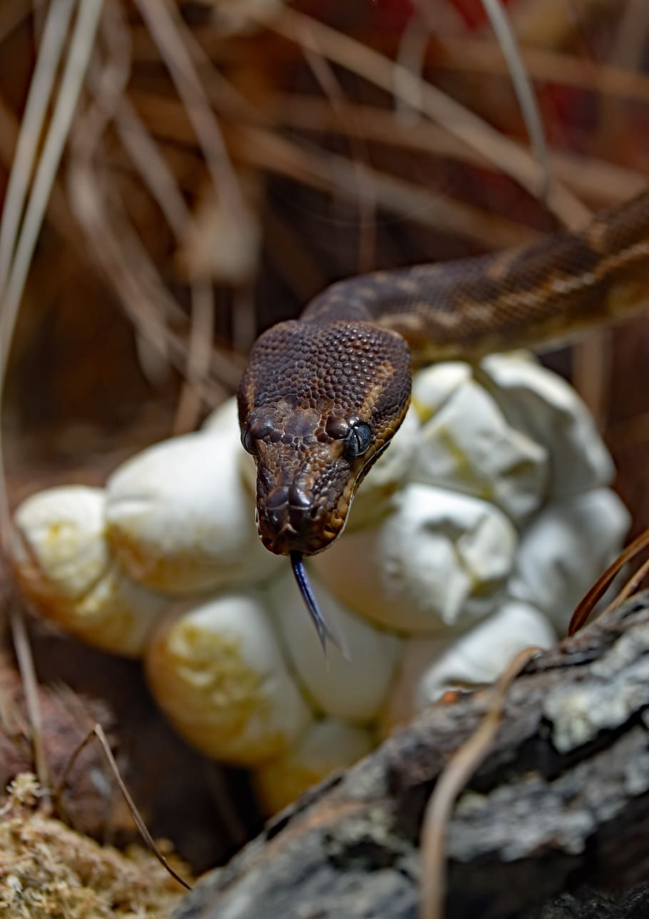 australia, wangetti, hartley's crocodile adventures, rough-scaled python HD wallpaper
