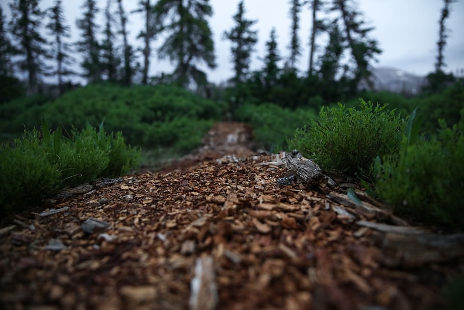 united states, uinta mountains, plant, tree, selective focus HD wallpaper