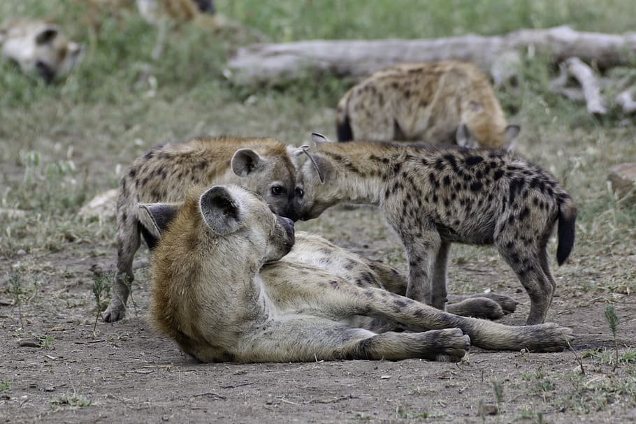 south africa, kruger park, wild, hyena, scavenger, animal, safari