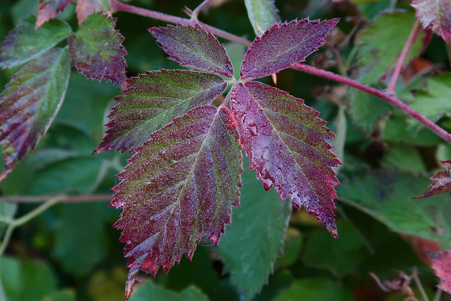 plant leaf, dew, autumn, dewdrop, close up, morgentau, wet HD wallpaper