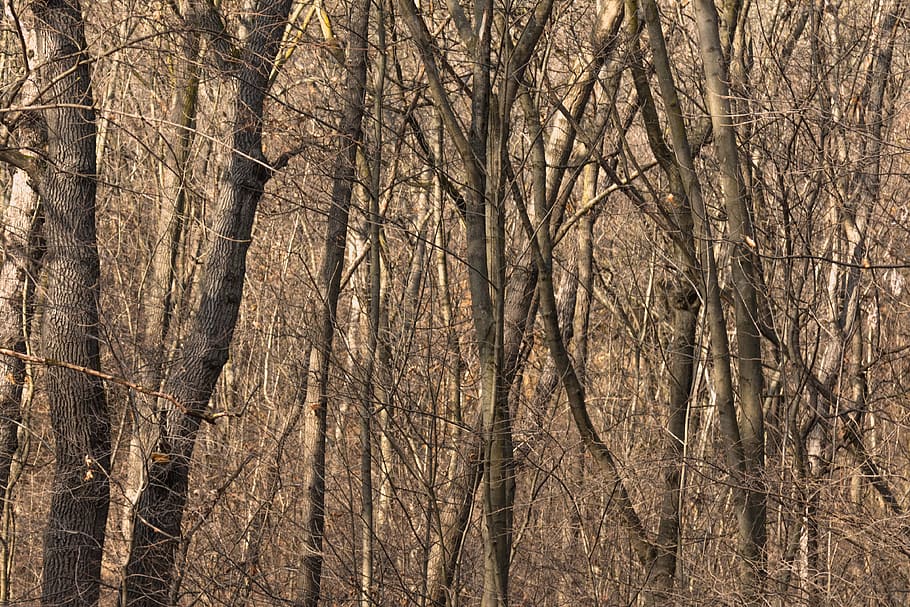 forest, autumn, tree trunks, nature, trees, plant, bare tree HD wallpaper
