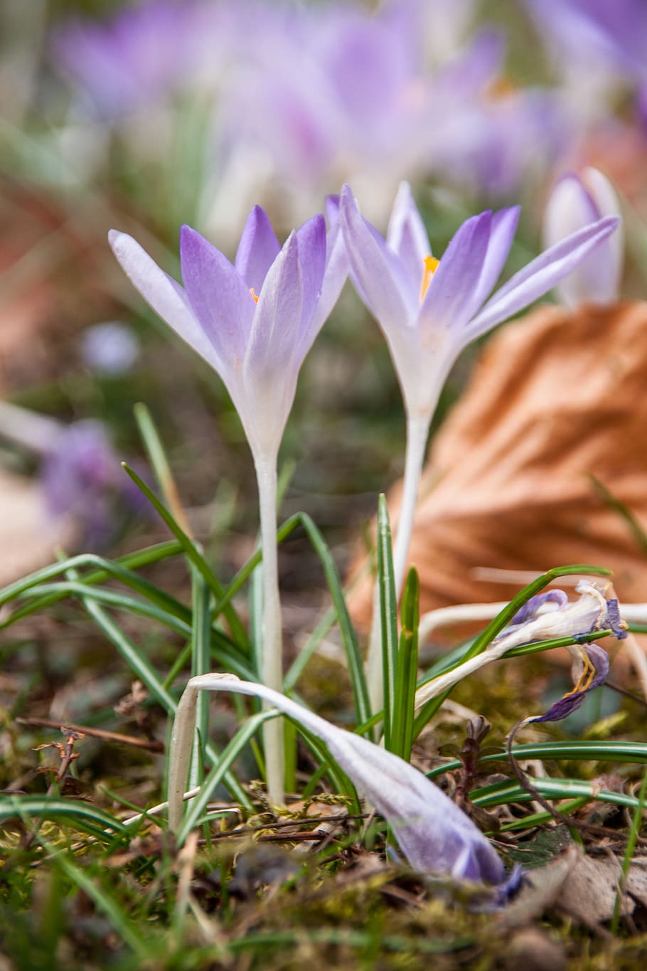 spring, nature, garden, close up, plant, flower, blossom, bloom HD wallpaper
