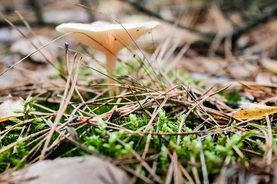 forest, mushroom, in the fall, moss, autumn, plant, nature, HD wallpaper