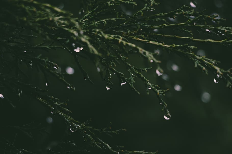 Close-up Photograph of Grass and Dew, clean, dawn, dewdrops, drop of water HD wallpaper