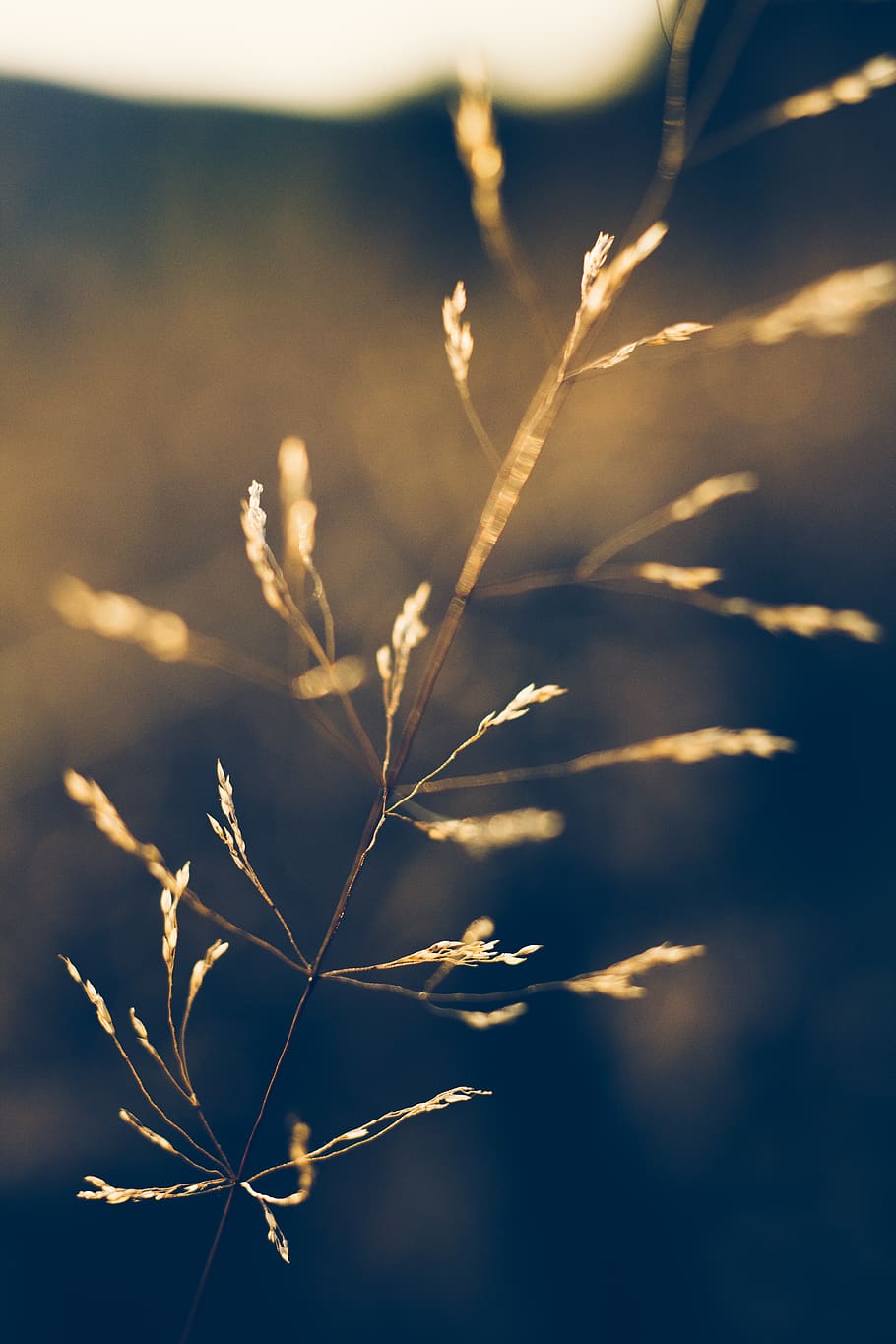 plant, macro, grass, wheat, summer, nature, growth, focus on foreground HD wallpaper