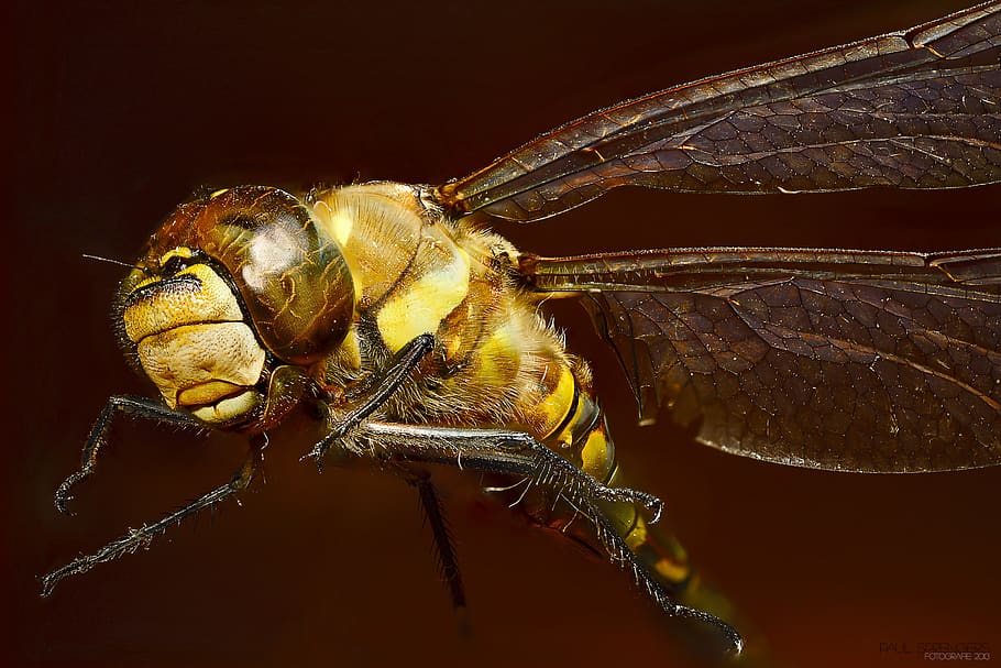 Close Up Photo of Yellow Dragonfly, close-up, insect, macro, animal themes HD wallpaper