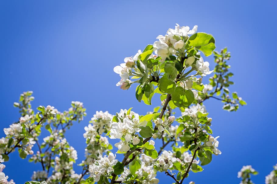 apple blossom, spring, nature, tree, beautifully, apples, weather HD wallpaper