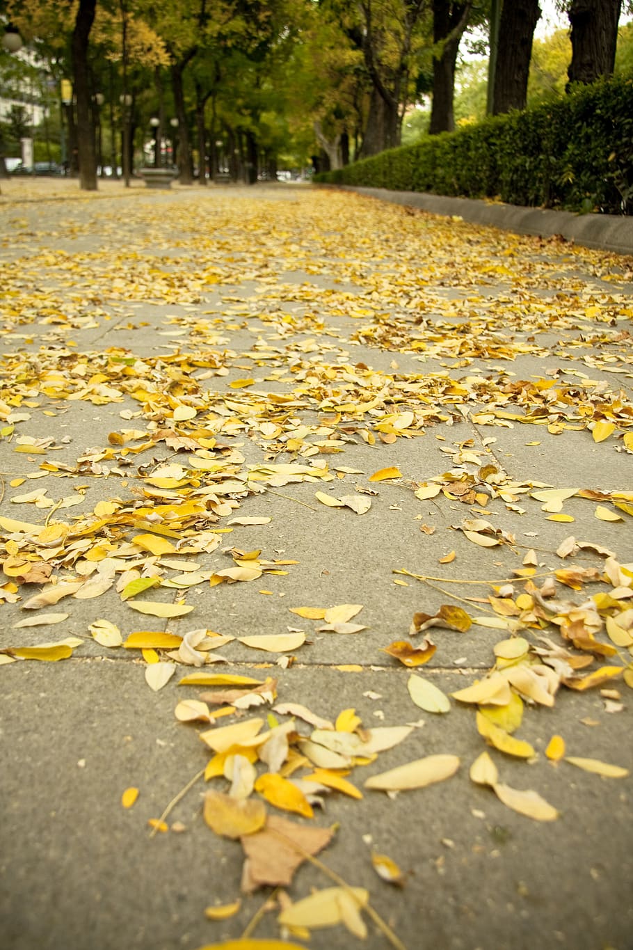 leafs, autumn, madrid, spain, capital, road, street, low, yellow, HD wallpaper