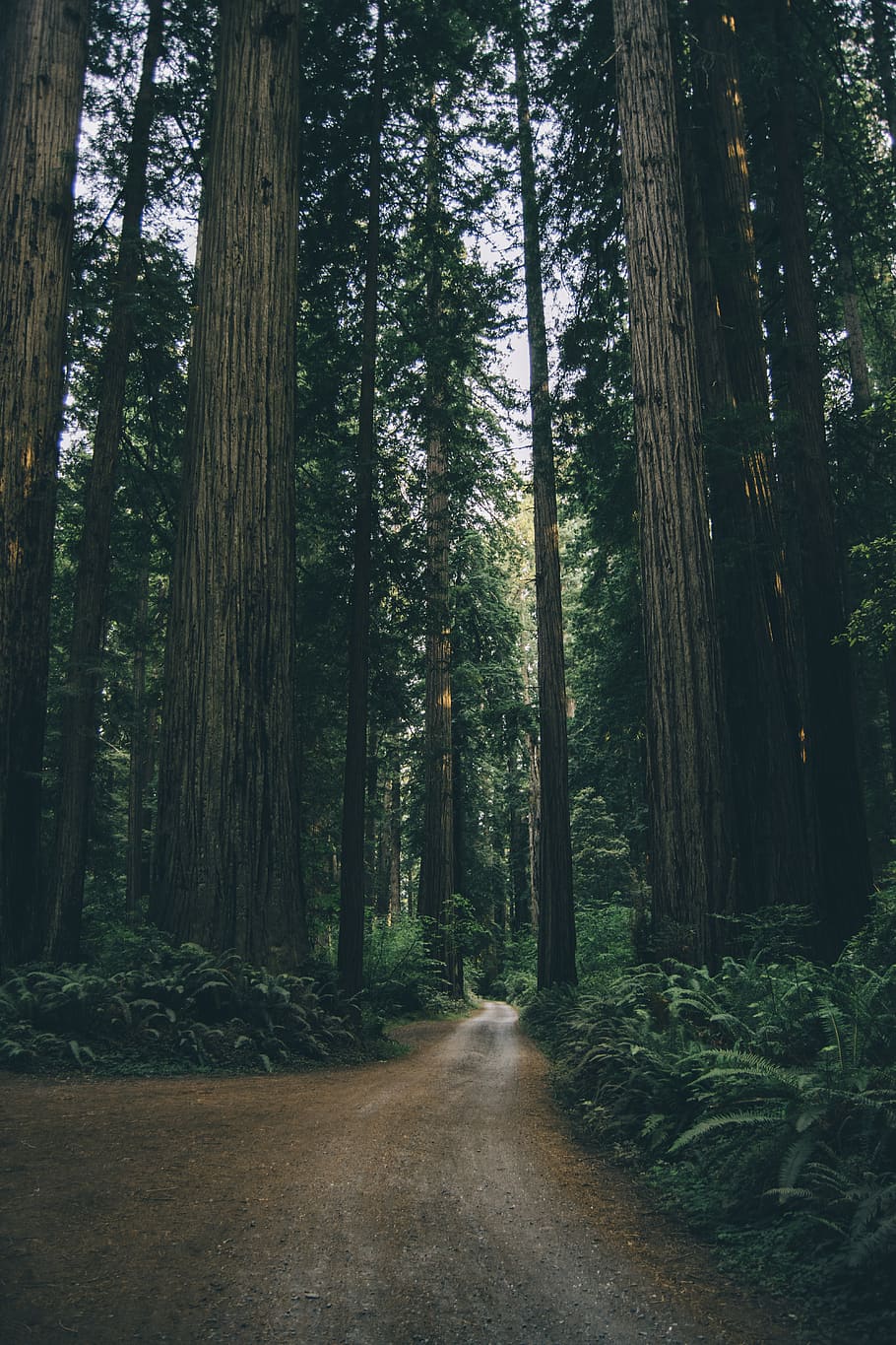empty dirt road between trees, plant, forest, trunk, land, tree trunk HD wallpaper