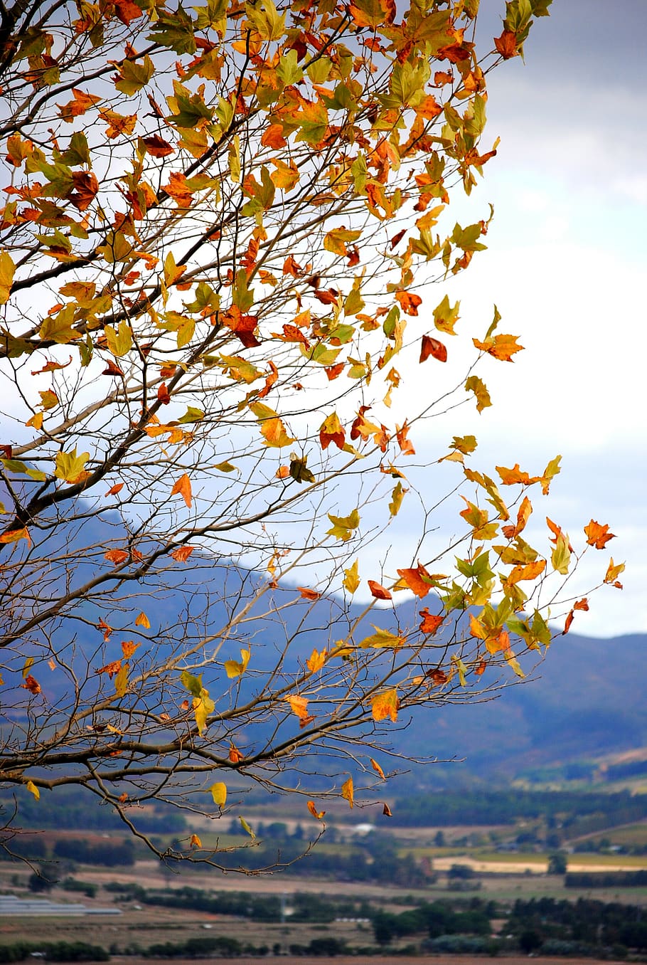 tree, leaf, plant, tree trunk, south africa, paarl, nature HD wallpaper